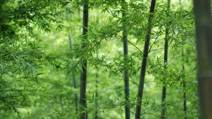 gestion durable de la forêt dans la province de Hunan, Chine